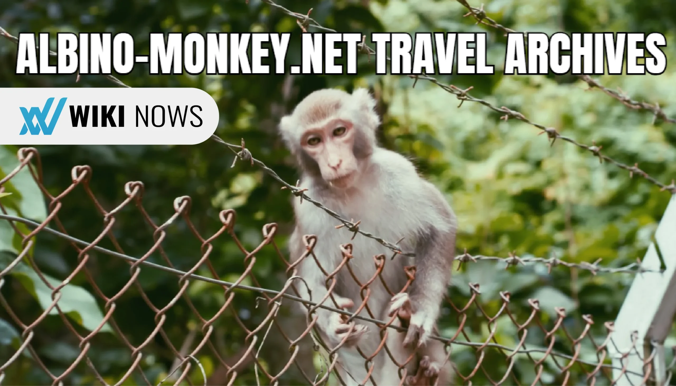 albino-monkey.net travel archives