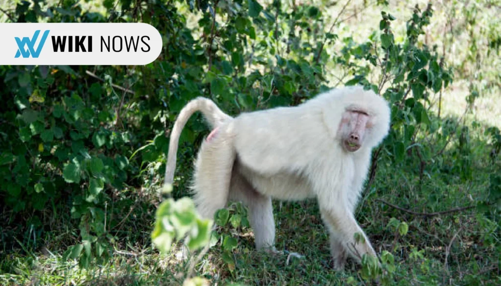 albino-monkey.net travel archives